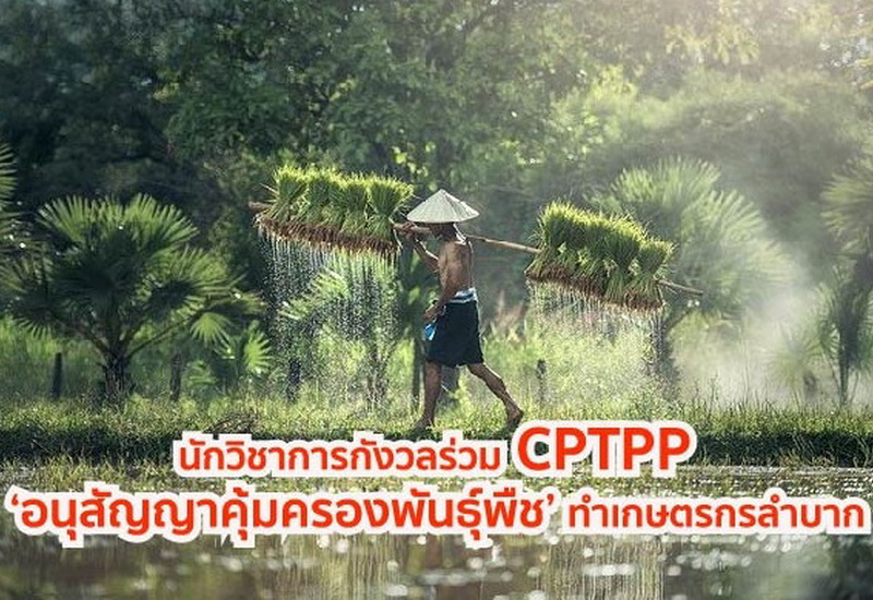 CPTPP ‘อนุสัญญาคุ้มครองพันธุ์พืช’